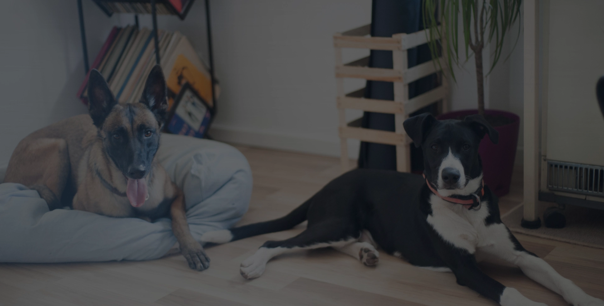 Chiens Berger Belge : compagnons fidèles et intelligents